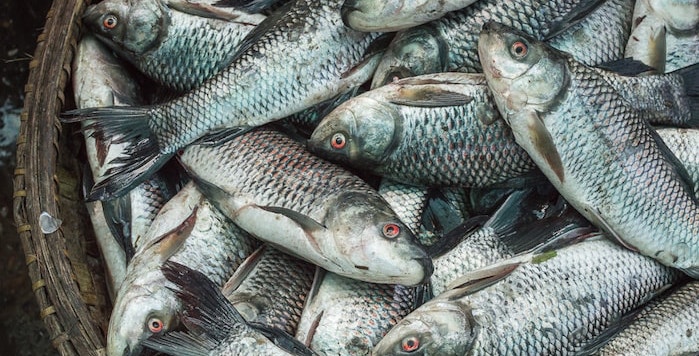 Como Fazer o Fertilizante de Emulsão de Peixe emulsão de peixe