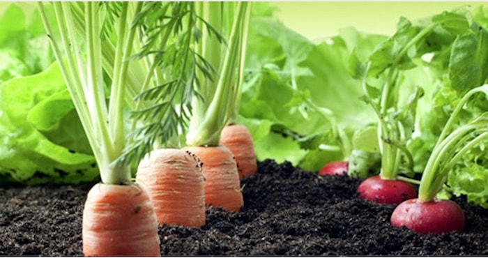 Fertilizantes naturais que estimula o crescimento das plantas