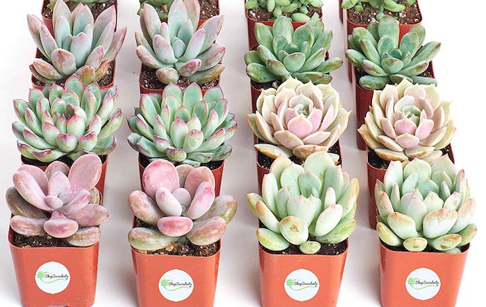 5 erros que você comete ao cuidar das suculentas (e como cultivá-las corretamente) suculentas