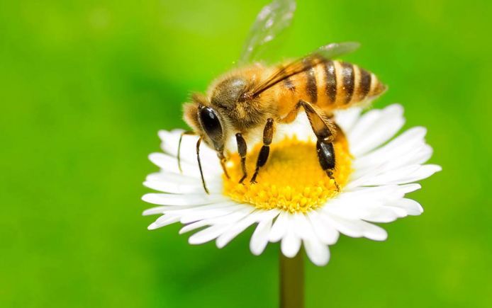 Flores para atrair abelhas ao seu jardim abelha na margarida