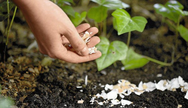 Usando cascas de ovo no jardim Casca de ovos nas plantas