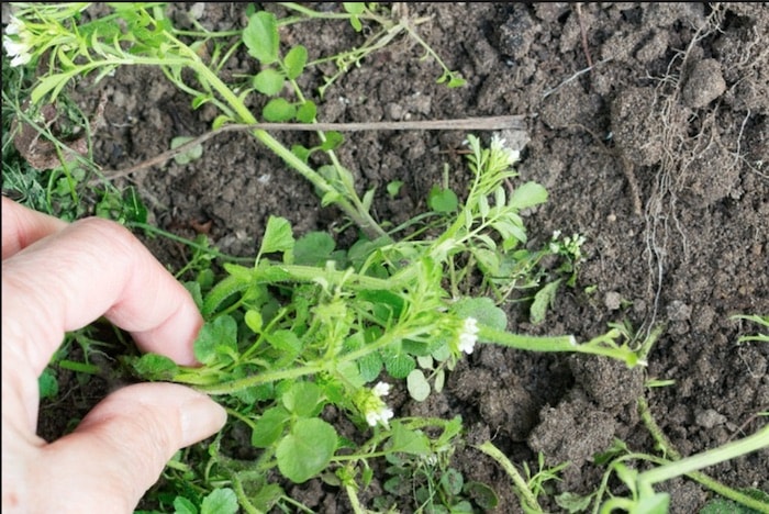 10 Métodos não tóxico para eliminar as Ervas daninhas retirando erva daninha