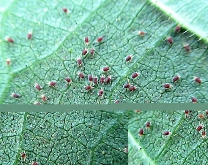 aranha vermelha na folha 
