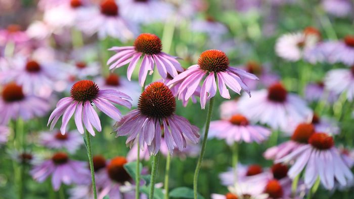 Echinacea
