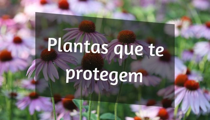 15 plantas medicinais Impressionantes que podem proteger seu corpo plantas medicinais
