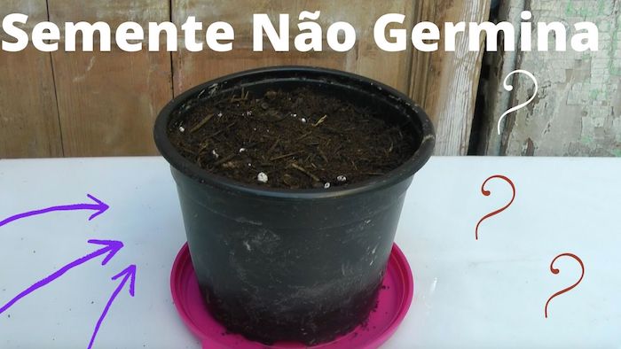 7 Erros Fatais que Cometemos ao GERMINAR Sementes vaso com terra