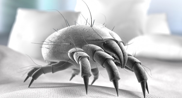 Ácaros: 9 maneiras naturais de se livrar deles ácaros