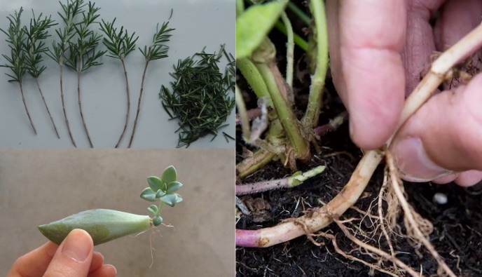 propagar por folha , caule e raiz 