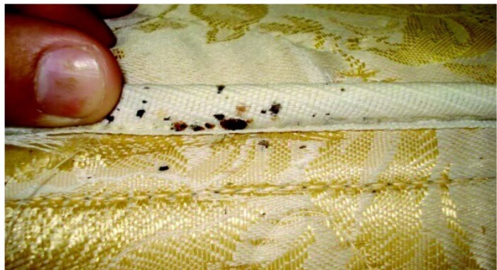 7 lugares que você não pode imaginar onde os percevejos podem se esconder em sua casa percevejos