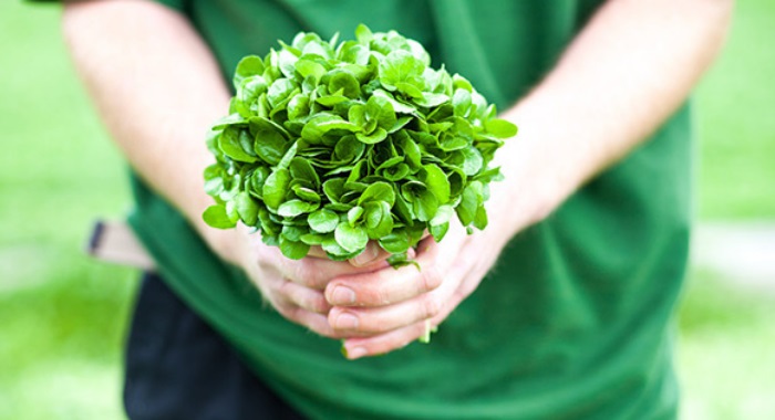 Benefícios de comer agrião agrião