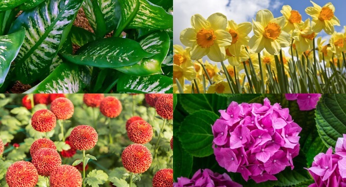 Cuidado!! Nunca tenha estas plantas dentro de casa Pode ser perigoso!