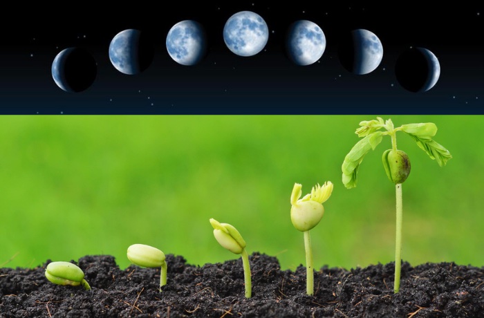 Cultivando de acordo com as fases da Lua fases da lua germinação