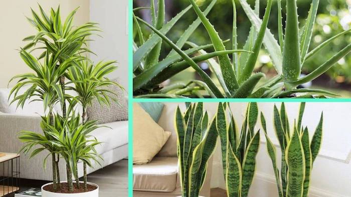 Plantas de interior resistentes e fácil de manter plantas resistentes