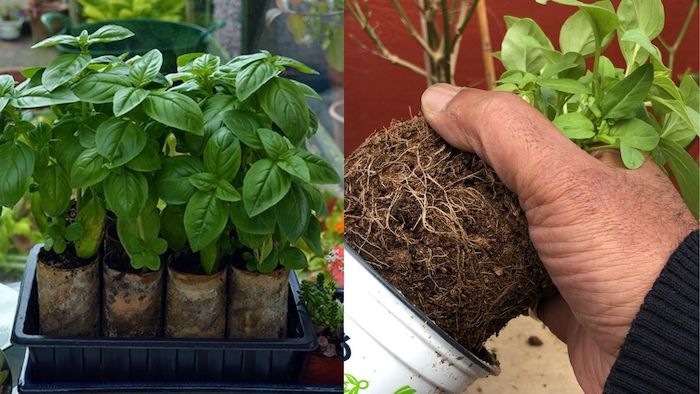 Manjericão Como Colher Mais do Que Você Pode Comer