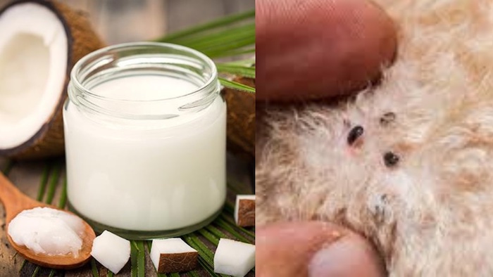 Óleo de Coco: Melhor Matador Natural de Pulgas Para Cães e Gatos oleo de coco pulgas em pet