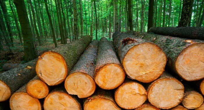 Essa é a madeira ideal para o seu projeto!