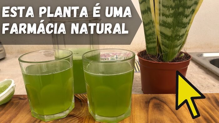 SUCO de Espada de São Jorge ! benefícios incríveis para sua saúde! | Sansevieria ou Lingua de Sogra espada de sao jorge suco