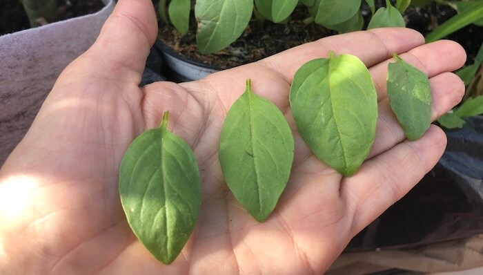 Manjericão – Mastigue algumas folha por dia e ficará surpreso folhas de manjericao