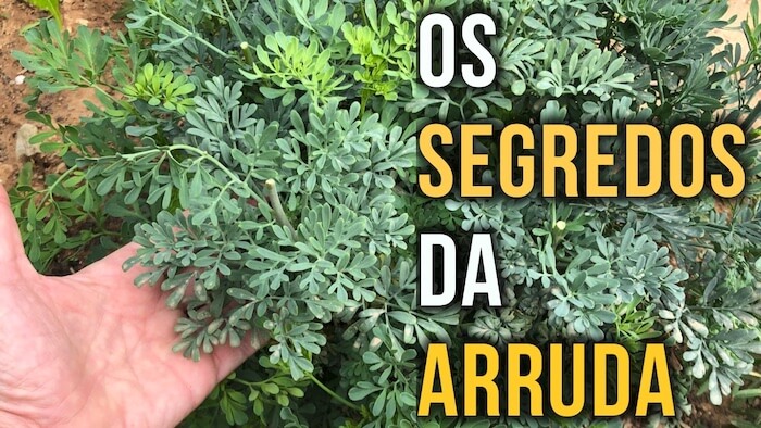 Planta PODEROSA CURATIVA E MÁGICA | benefícios do chá de ARRUDA | mão segurando uma planta de arruda