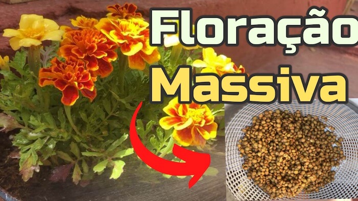 FLORAÇÃO MASSIVA com este adubo natural caseiro fácil e Grátis adubo floração