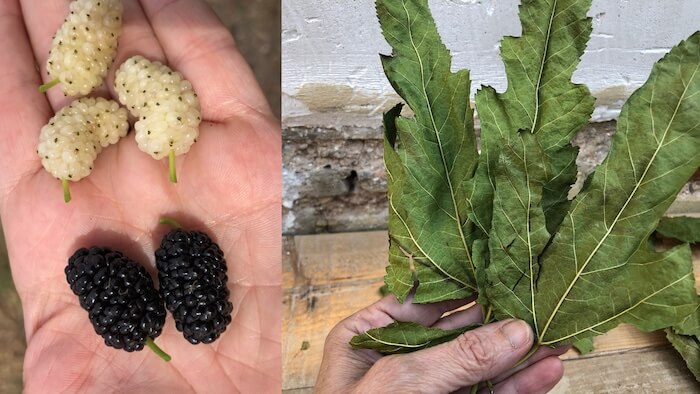 Planta “MILAGROSA” ! Serve para quase TUDO! Equilibra os HORMÔNIOS folhas de amora e frutas