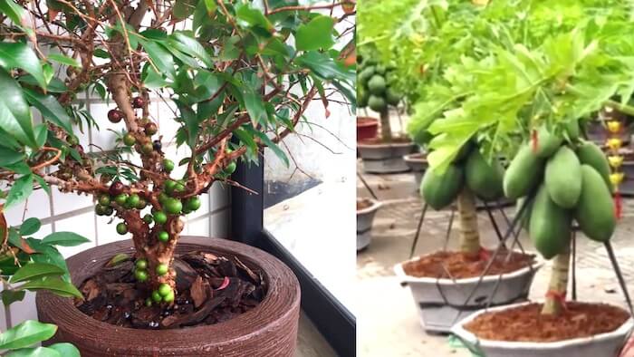 6 Árvores Frutiferas MAIS FÁCEIS Para Plantar EM VASO?Daily Tipp arvore frutifera no vaso