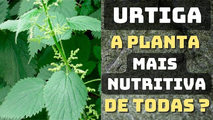 URTIGA é a planta mais nutritiva QUE EXISTE ? urtiga dióica