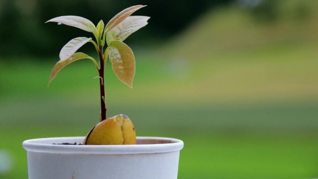 Como cuidar do abacateiro broto de abacate