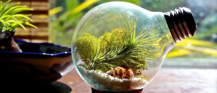 Como fazer um terrário auto-sustentável com lâmpada usada terrárrio lâmpada autossustentável