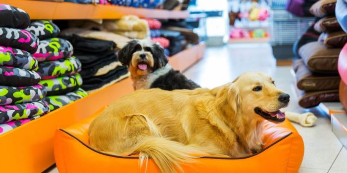 Melhor pet shop do Brasil: confira o ranking com os 5 mais bem avaliados pet shop
