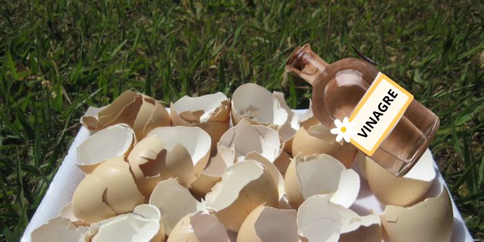 O Poder da Casca de Ovo como Fertilizante Natural: Cálcio Natural para Plantas
