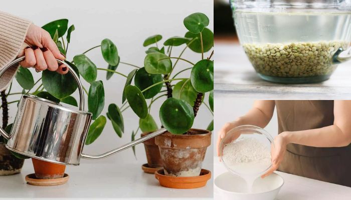 Adubo para Floração rápida | Tenha Flores em poucos dias adubo natural