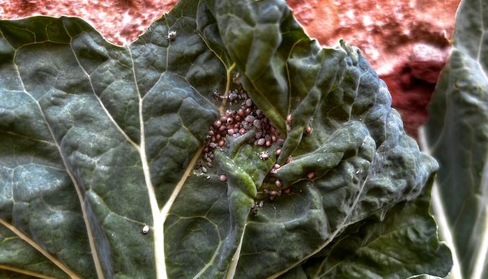 Como Eliminar de Vez com os Pulgões: Guia Completo pulgao 1