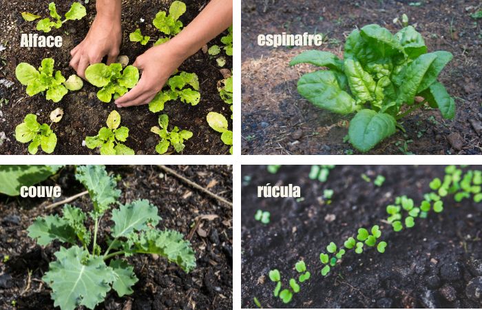 Hortaliças cultivadas no outono: alface, couve e espinafre,rucula