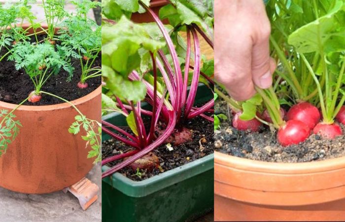 Cenouras, rabanete, beterraba sendo colhidos em horta no outono