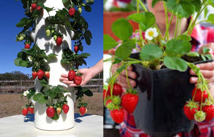 Pé de morango sendo cultivado em clima ameno