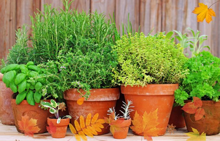 Vasos com ervas aromáticas em varanda no outono